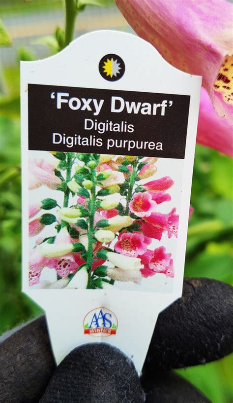 1 Foxy Dwarf Digitalis Foxglove Spencer S Garden Centre