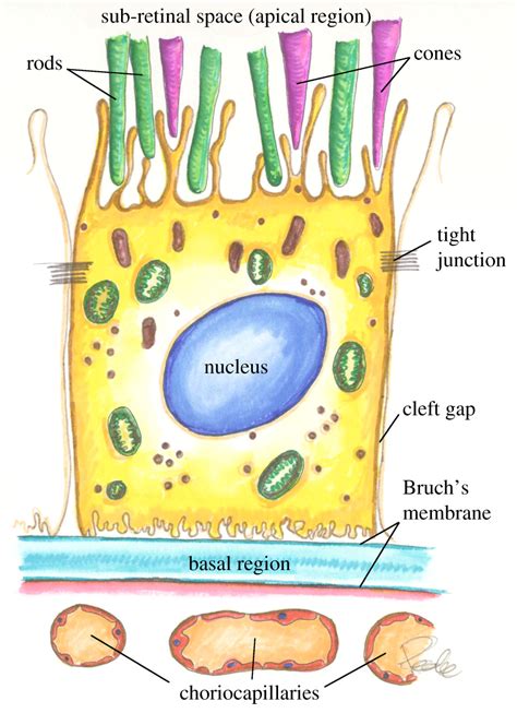 Retinal Pigment Epithelium