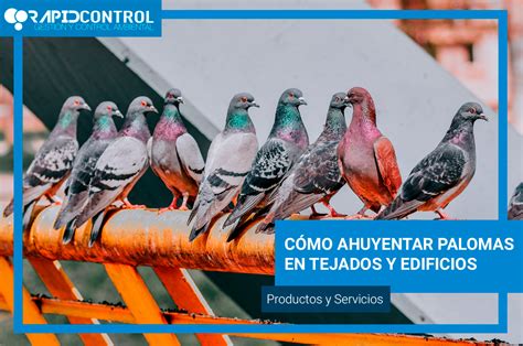 C Mo Ahuyentar Palomas En Edificios Control Aves Plaga