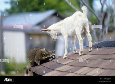 Three Raccoons Hi Res Stock Photography And Images Alamy