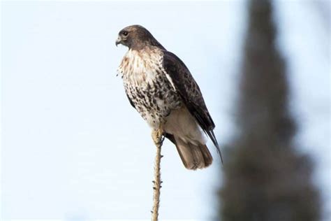 The Types Of Hawks In Michigan With Pictures Wildlife Informer