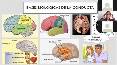 Psicología Repaso Bases biologicas sociales y teóricas de la