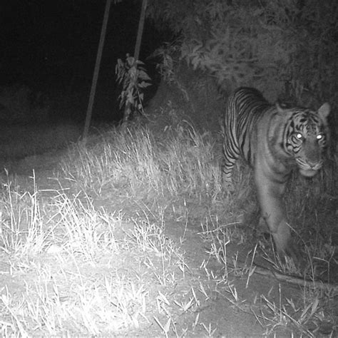 Sumatran Ranger Project International Tiger Project