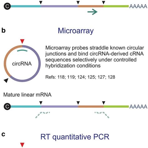 The Signaling Pathways Of Circrna In Hcc The Drawing Mainly Shows That