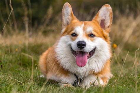 playful dog breeds   owners    doggodigest