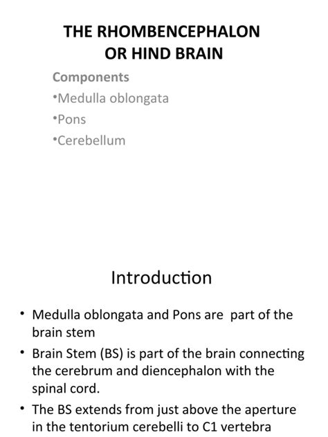 The Rhombencephalon or Hind Brain | PDF | Cerebellum | Brain