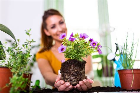 Woman Preparing Flowers For Planting Gardener Planting Flowers In Pot