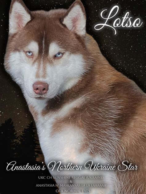 Anastasia Siberians Dogs - ANASTASIA SIBERIANS