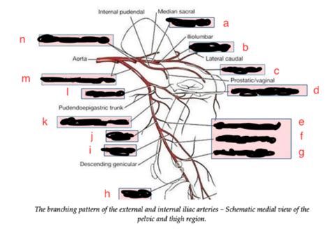 Blood Vessels And Nerves Of The Hindlimb Flashcards Quizlet