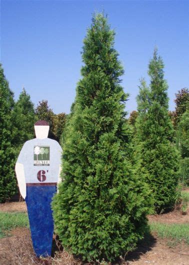 Hetz Wintergreen Shrubs For Privacy Arborvitae Thuja Occidentalis