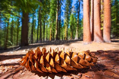 Sequoia Pine Cone Macro In Yosemite Mariposa Grove Stock Image Image