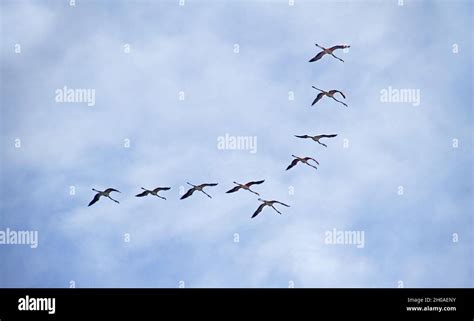 Group Of Greater Flamingos Flying In Formation Against Blue Sky With