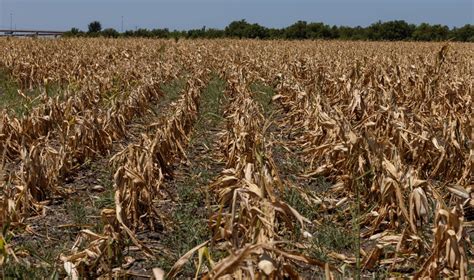 Heat Wave Hits Us Farms Stressing Crops And Ranchers Herds Strange