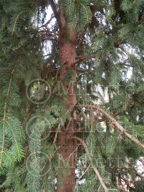 Photo Of Picea Cupressina Spruce Conifer