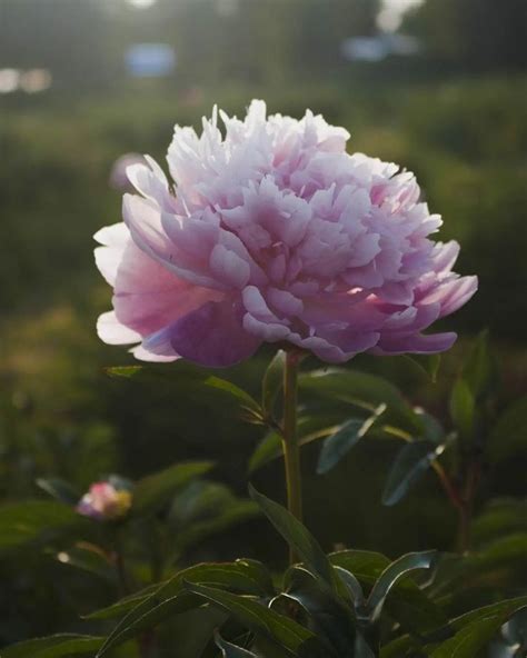 Alaska Peony On Instagram Sarah Bernhardt Peonies From Last July S