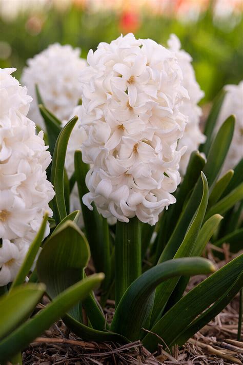 Hyazinthe Hyacinthus Fairy White Bild Kaufen 13704129