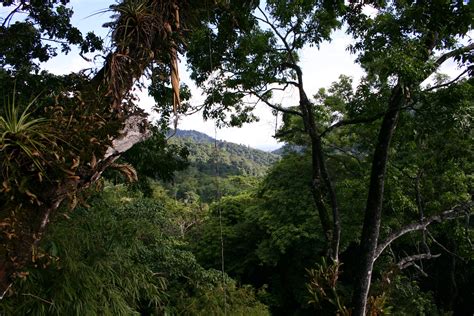 Tropical forests may soon hinder, not help, climate change effort