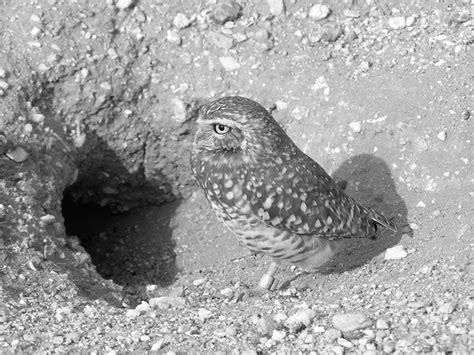 1. Adult burrowing owl standing next to the entrance to its underground ...