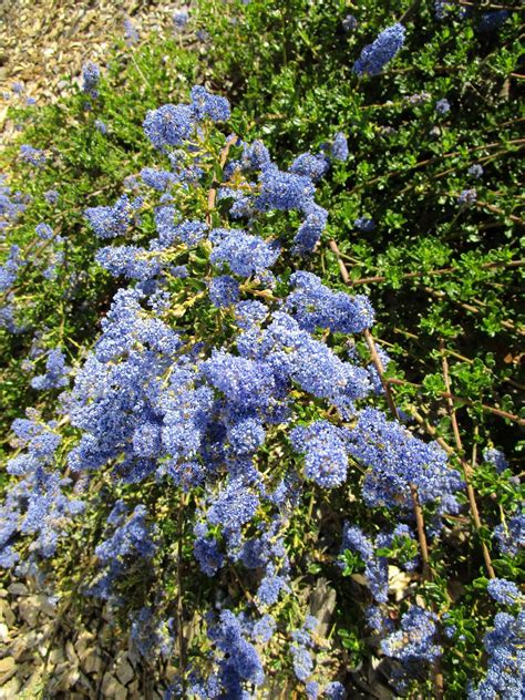 Ceanothus Blue Cushion Linda Vista Native Plants