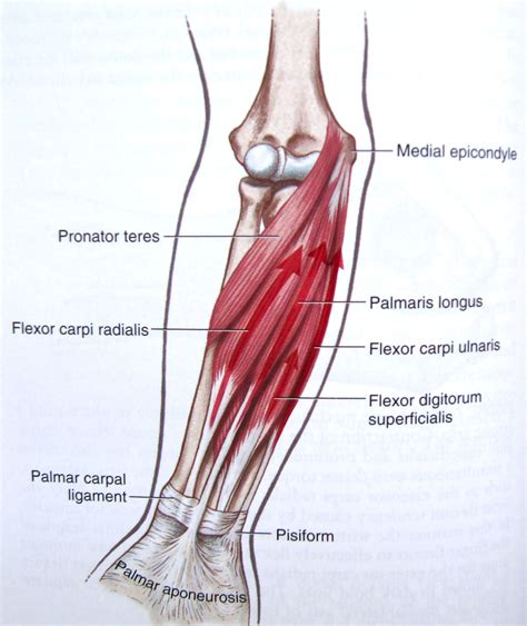 human forearm tendon detail - Google Search | Forearm muscle anatomy ...