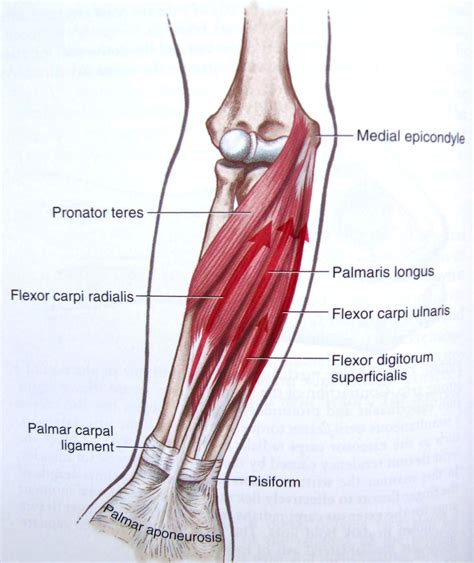 Diagram Of Tendons In Hand