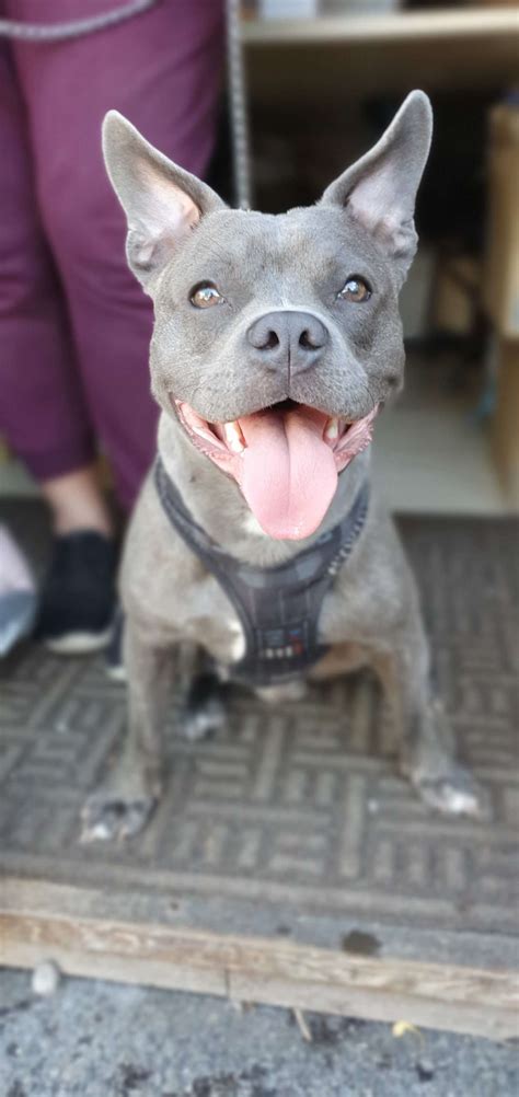 Buddy 8 Month Old Male French Bulldog Cross Staffordshire Bull