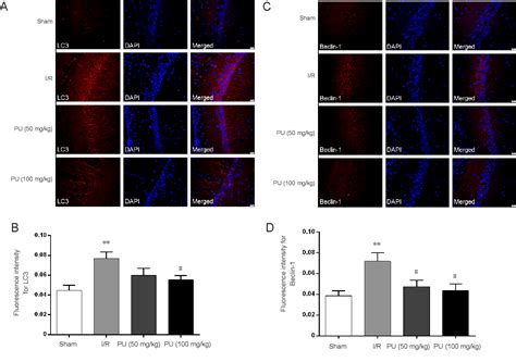 Figure 4 From Puerarin Protects Rat Brain Against Ischemiareperfusion