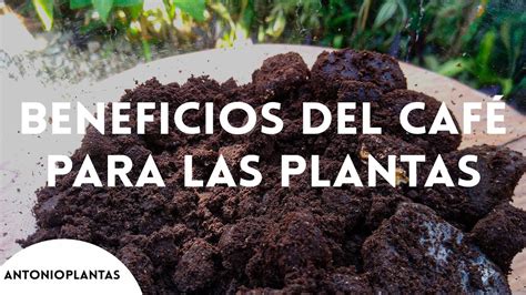 Beneficios Del Café Para Las Plantas Parte I L Estos Son Los Beneficios Del CafÉ En Las