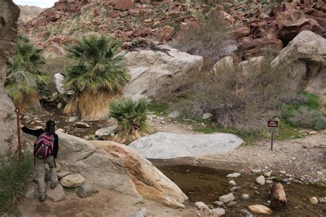 Borrego Palm Canyon Falls Waterfalls In A Fan Palm Oasis