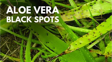 What Are The Causes Of Aloe Vera Black Spots And How To Avoid Them