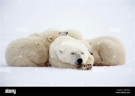 Polar bear sleeping with two ten months old cubs (Ursus maritimus ...