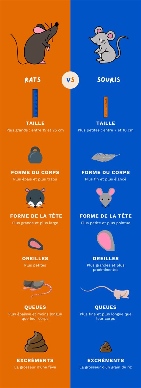 Comment Faire La Diff Rence Entre Un Rat Et Une Souris Lite Gp