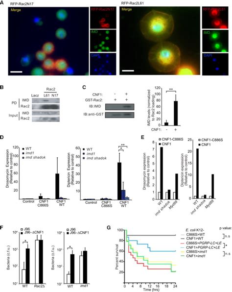 Pathogen Derived Effectors Trigger Protective Immunity Via Activation