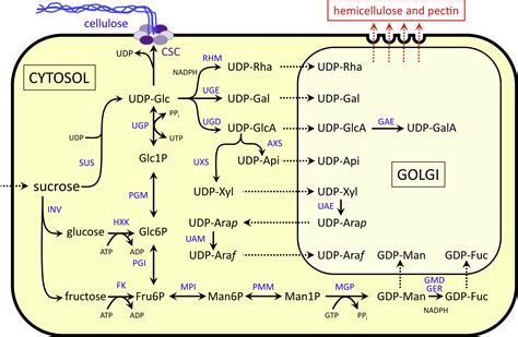 Carbon Supply And The Regulation Of Cell Wall Synthesis Molecular Plant