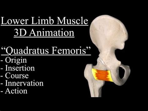 Quadratus Femoris Origin Insertion Action Innervation And Course Hip