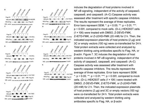 Apexbio Z Devd Fmk Caspase Inhibitor Cas