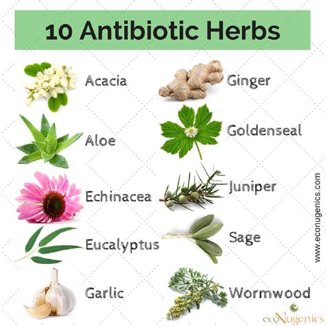 Antibiotic Herbs Acacia Ginger Aloe Goldenseal Echinacea