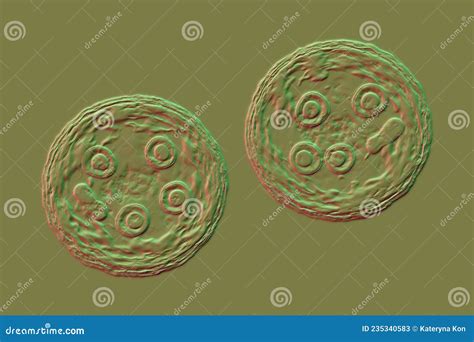 Cysts Of Entamoeba Coli Protozoan 3d Illustration 231907659