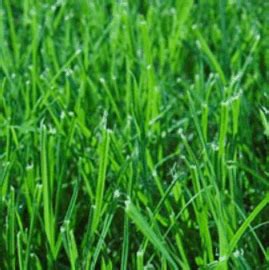 Perennial Ryegrass Seed – Turf Type Lawn - Nixa Hardware & Seed Company