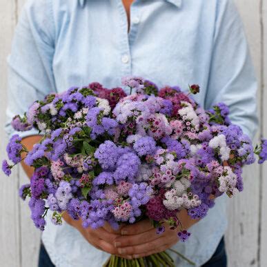 Ageratum Houstonianum Timeless Mix