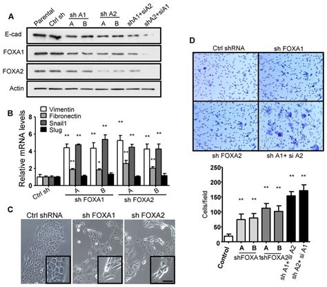 Persistent Inhibition Of Foxa1 2 Induces Emt In Pda Cells Download