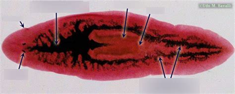 Planaria Whole Diagram Quizlet