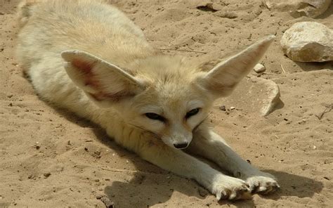 1920x1200 Desktop Wallpaper For Fennec Fox Coolwallpapersme