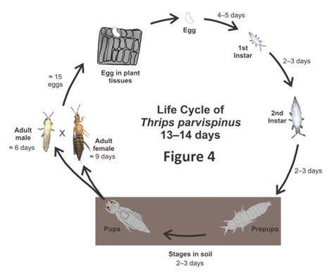 Invasive Insect Thrips Parvispinus