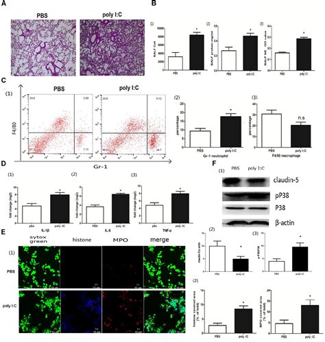 Frontiers Tlr Regulated Poly I C Induced Neutrophil Extracellular