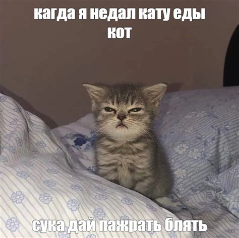 Мем: "кагда я недал кату еды кот сука дай пажрать блять" - Все шаблоны ...