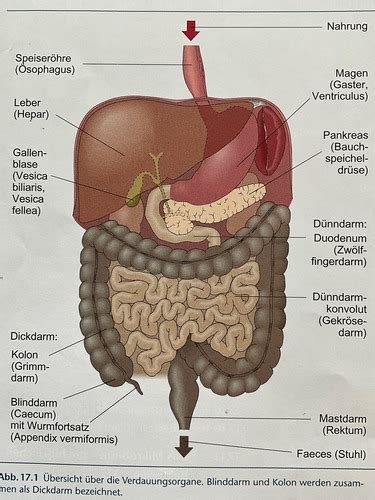 Verdauungssystem Karteikarten Quizlet