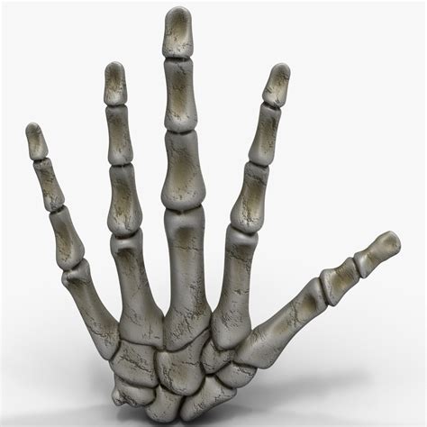 hand bones 3d model