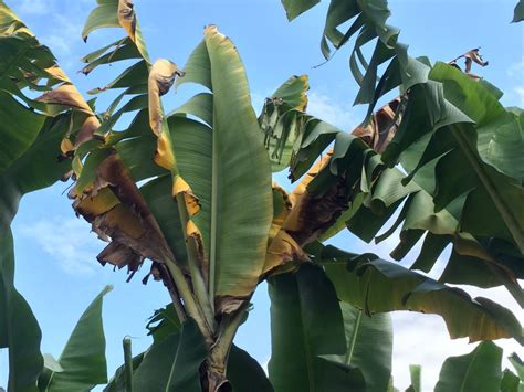 Images Of Panama Disease Tropical Race 4 Better Bananas