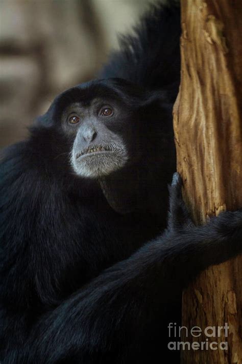 Siamang Gibbon Photograph By Karen Jorstad Fine Art America